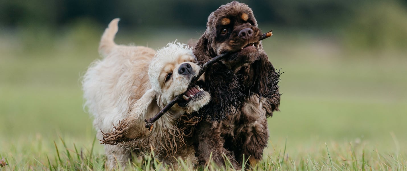 A cream and brown coloured Spaniel walking with twig in mouth.