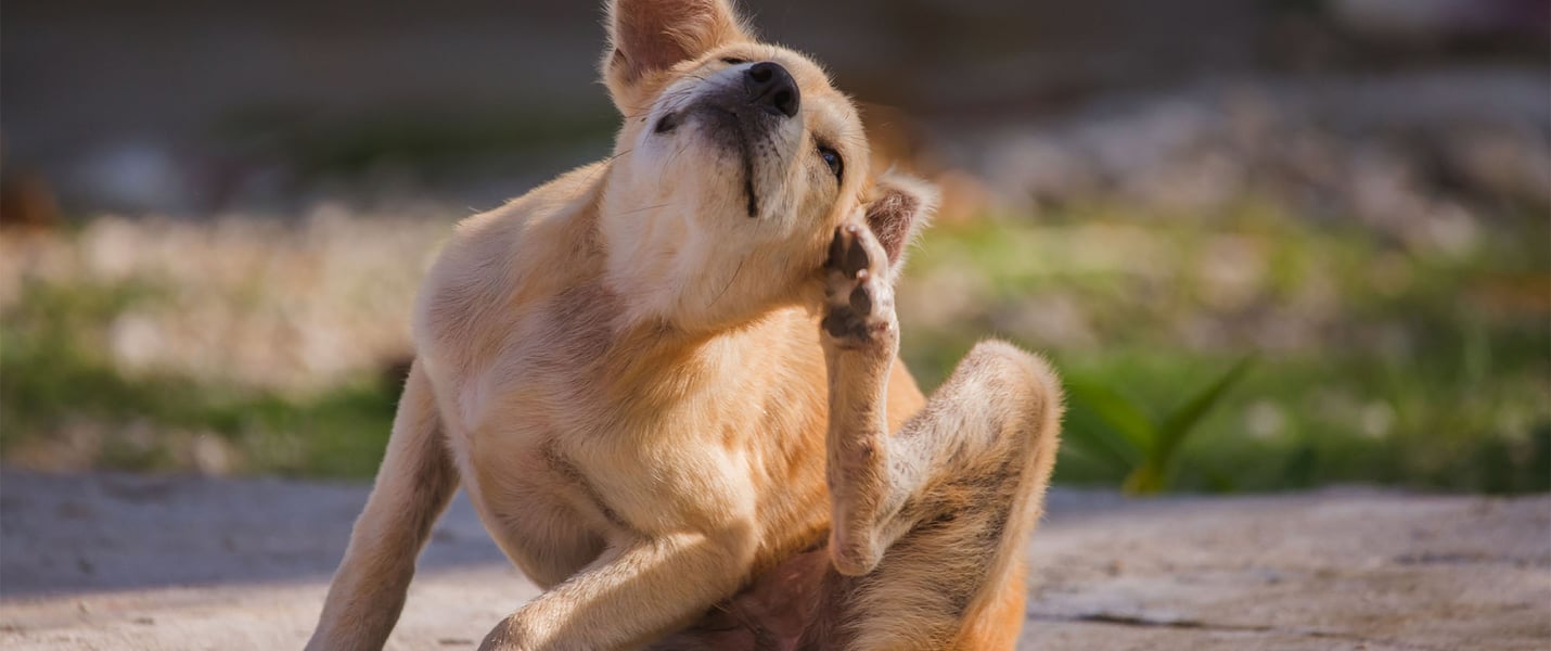 brown dog sitting on grass and itching