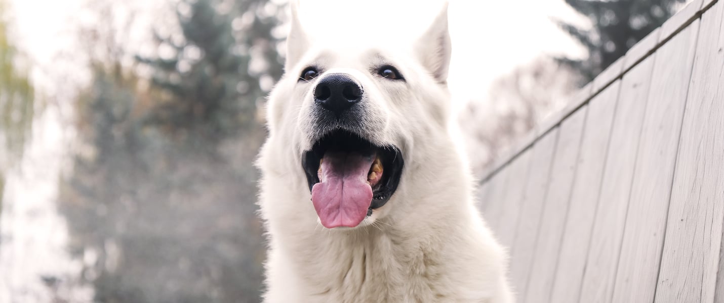 White large dog panting outside