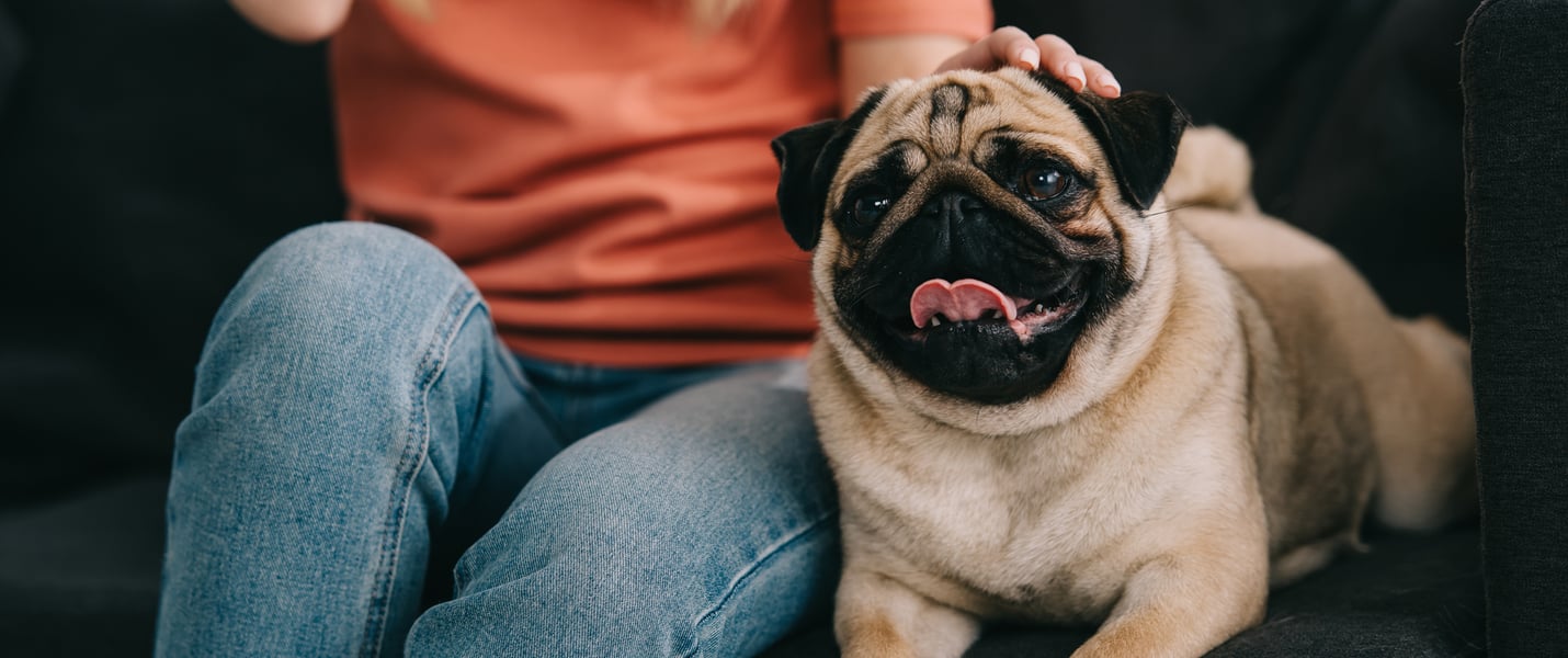 a pug laying on the sofa with their owner.