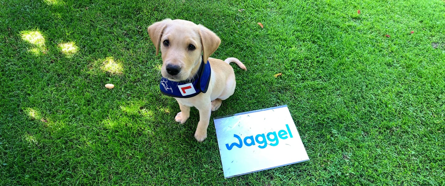 albie the labrador sitting on grass wearing his training harness and sitting next to waggel logo