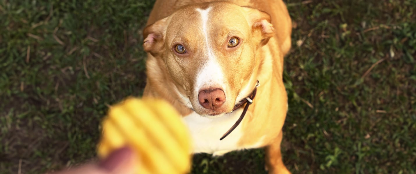 An overweight dog looking up at a crinkle-cut crisp.