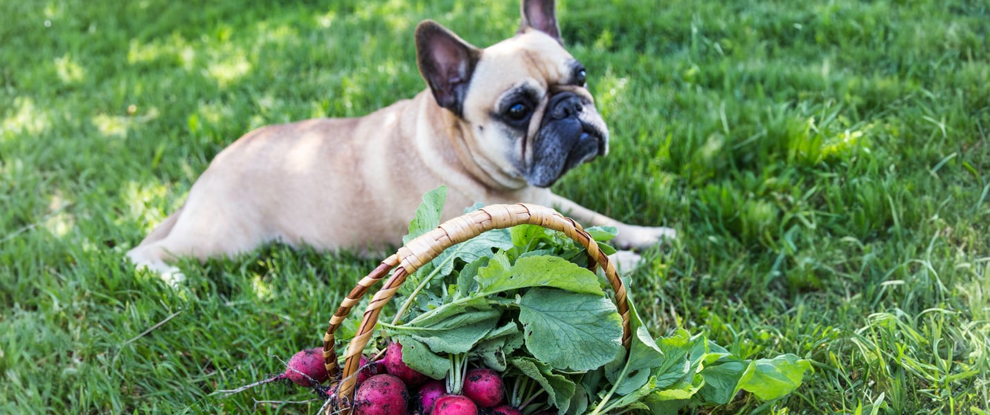 French bulldog lying on grass in front of basket of radishes