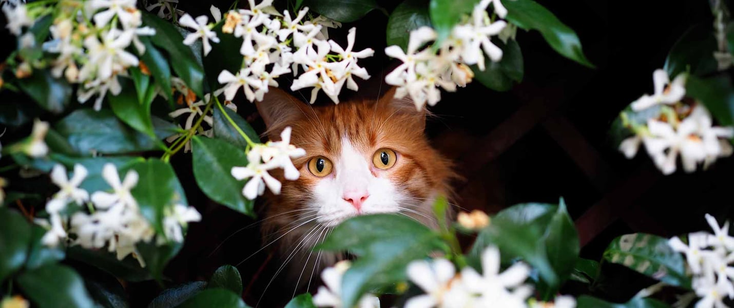Cat peaking out of flowers