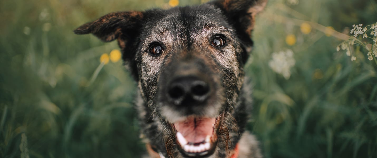 A senior dog in a field of flowers.