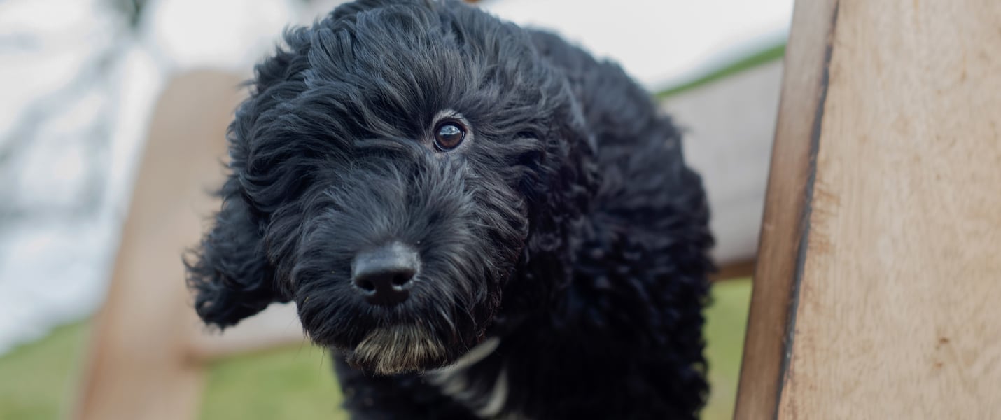 A black puppy Cockapoo poking through a fence.
