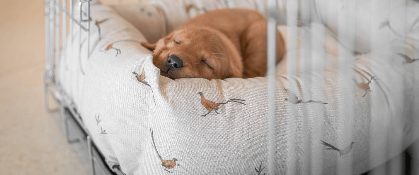 A small dog asleep on a lords and labradors bed