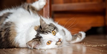 A cat with bright orange eyes rolling on the floor surrounded by catnip.