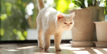 White cat walking on wooden floor next to plants