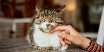 A cat in a loaf position being stroked on the cheek.