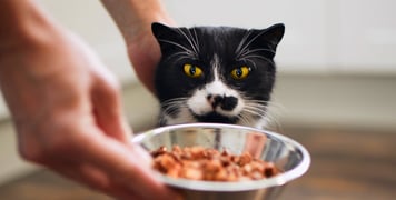 Black and white cat in front of food bowl