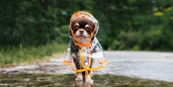 A happy Chihuahua wearing a raincoat.