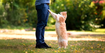 A Maine Coon standing up 