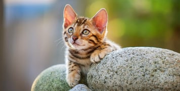 Kitten Bengal cat sitting on some rocks