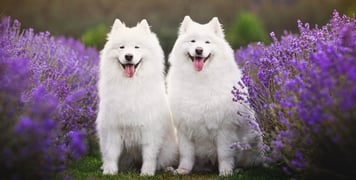 Two samoyeds sat in a field of lavender.