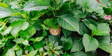 Ginger cat with face poking out from a bush