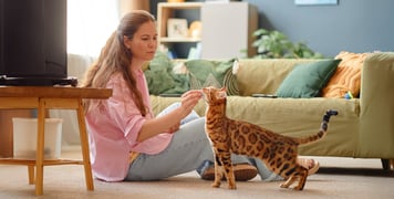 A woman sitting in her living room, feeding her Bengal cat a treat.