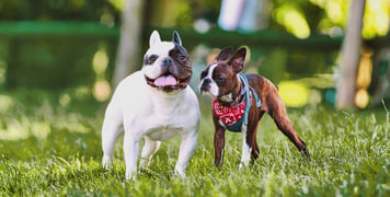 French bulldog and Boston Terrier standing on grass