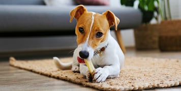 A Jack Russell chewing a yak chew.