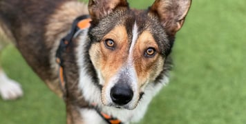 A rescue dog standing on grass wearing an orange harness.
