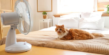 A cat sitting on a bed with a fan blowing on him.