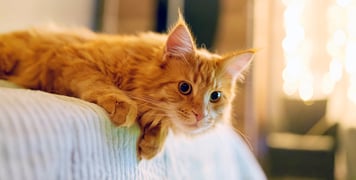 A ginger maine coon hanging off the edge of a bad.