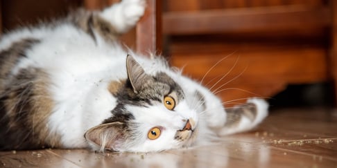 A cat with bright orange eyes rolling on the floor surrounded by catnip.