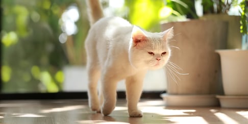 White cat walking on wooden floor next to plants