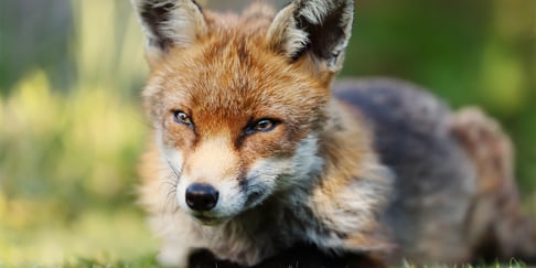 Fox looking menacing
