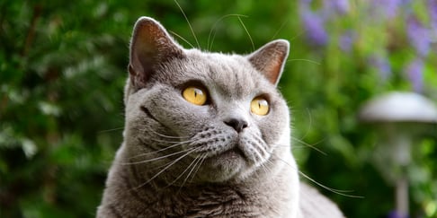 A beautiful grey british shorthair cat in front of a green hedge.