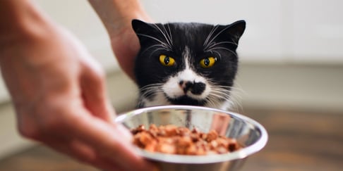 Black and white cat in front of food bowl