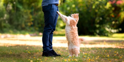 A Maine Coon standing up 