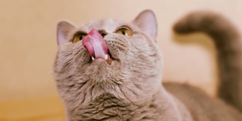 A cat sticking her tongue out.