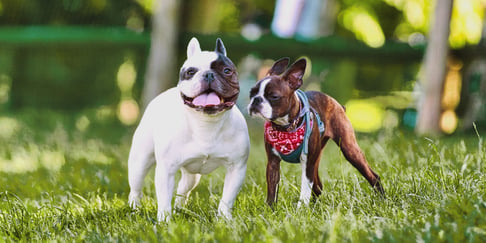 French bulldog and Boston Terrier standing on grass