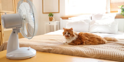 A cat sitting on a bed with a fan blowing on him.