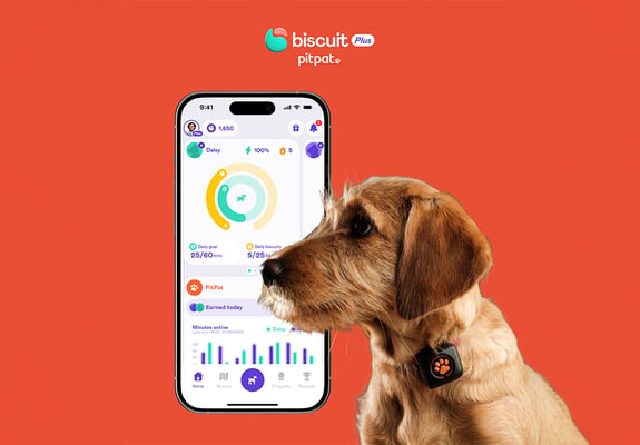 A dog wearing a PitPat Activity Monitor superimposed over a phone showing a screenshot of the Biscuit app
