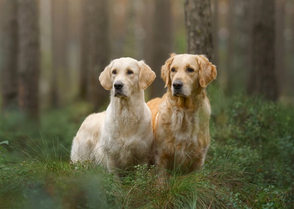 A light and a dark golden retriever in tall grass.