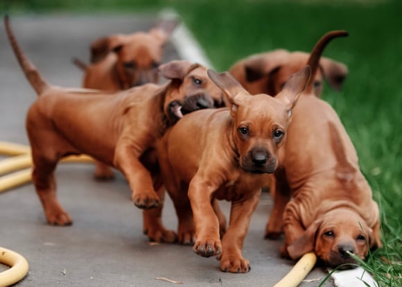 Ridgeback puppies playing together.