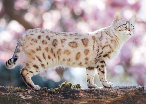 A light coloured bengal cat.