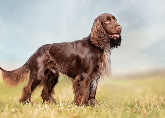 A dark brown Cocker Spaniel looking in to the distance.