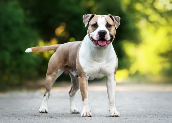 A tan and white staffordshire bull terrier.