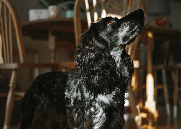 A Cocker Spaniel near a dining table looking up out of the frame.