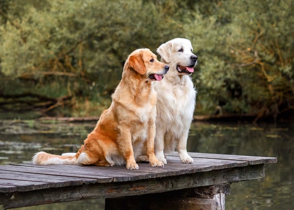 A light and a dark golden retriever sitting by a lake.