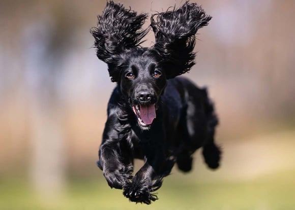 A black Cocker Spaniel jumping in the air.