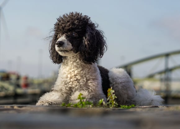 A black and white Poodle laying down on weeds.