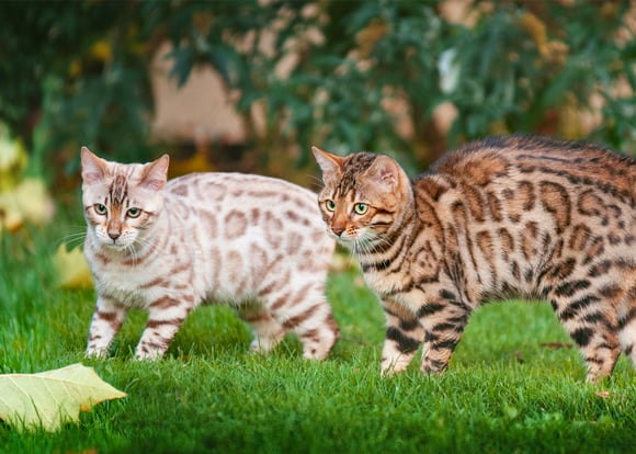 Two bengal cats with light and dark patterns.