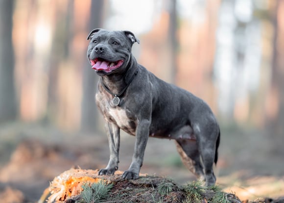 A blue staffordshire bull terrier.