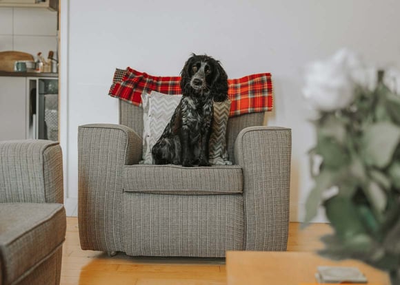 A Cocker Spaniel sitting patiently on top of an arm chair.