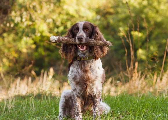 A brown and white Cocker Spaniel holding a large stick in it's mouth.