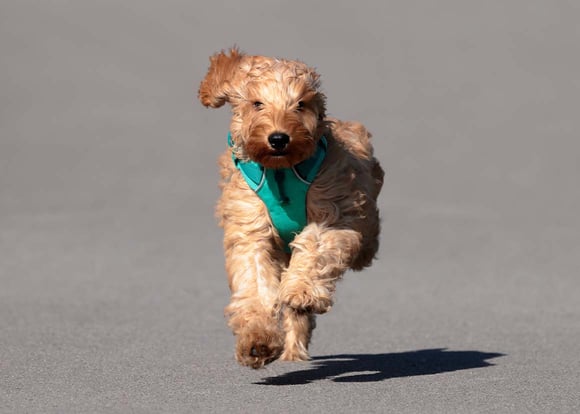 A cockapoo running across concrete